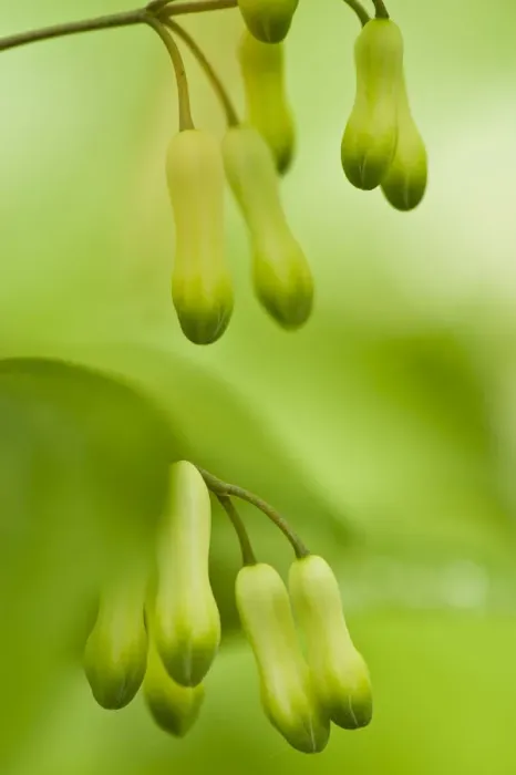 Framed Print : Solomons seal (Polygonatum sp) flowers in Beech wood, Hallerbos, Belgium, April 2009 Framed Print : Solomons seal (Polygonatum sp) flowers in Beech wood, Hallerbos, Belgium, April 2009