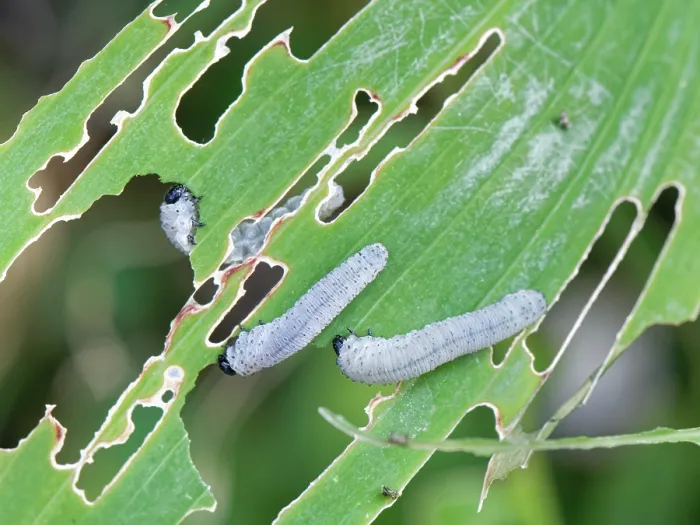 Framed Print : Solomon's seal sawfly (Phymatocera aterrima) larvae feeding on Solomon's seal (Polygonatum sp.) leaves in a garden, Wiltshire, UK. July Framed Print : Solomon's seal sawfly (Phymatocera aterrima) larvae feeding on Solomon's seal (Polygonatum sp.) leaves in a garden, Wiltshire, UK. July