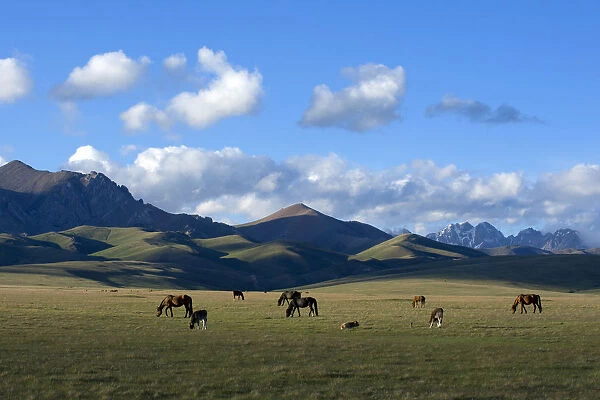 Song-Kul Lake horses and cattle grazing on their summer pasture, Karatal-Japyryk