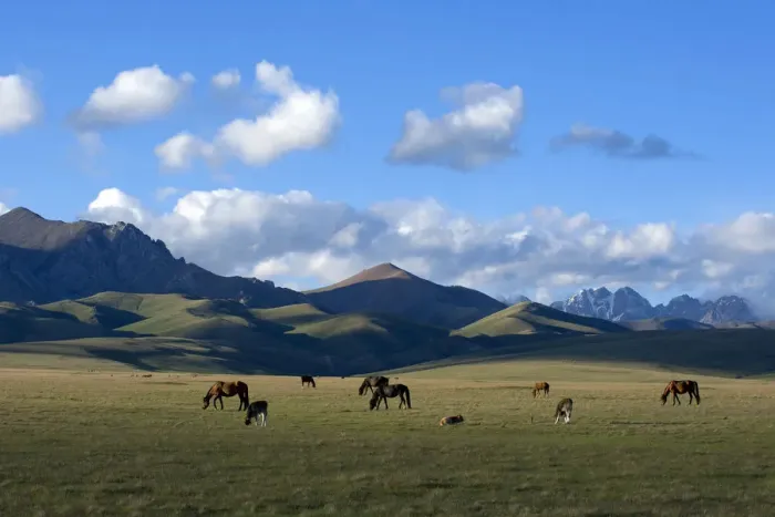 Framed Print : Song-Kul Lake horses and cattle grazing on their summer pasture, Karatal-Japyryk Framed Print : Song-Kul Lake horses and cattle grazing on their summer pasture, Karatal-Japyryk
