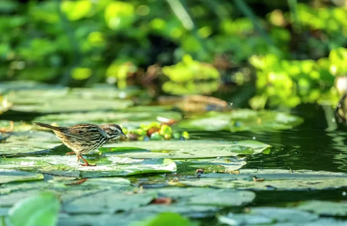 Framed Print : Song sparrow (Melospiza melodia) foraging among Water lilies on a canal, Xochimiloc, Mexico City, Mexico Framed Print : Song sparrow (Melospiza melodia) foraging among Water lilies on a canal, Xochimiloc, Mexico City, Mexico