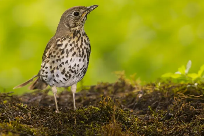 Framed Print : Song Thrush (Turdus philomelos), Bayern, Germany. June. June Framed Print : Song Thrush (Turdus philomelos), Bayern, Germany. June. June