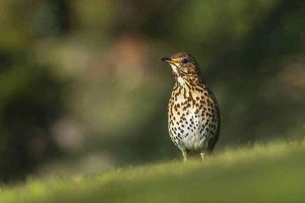 Song thrush (Turdus philomelos) looking for worms in a garden, Broxwater, Cornwall, UK