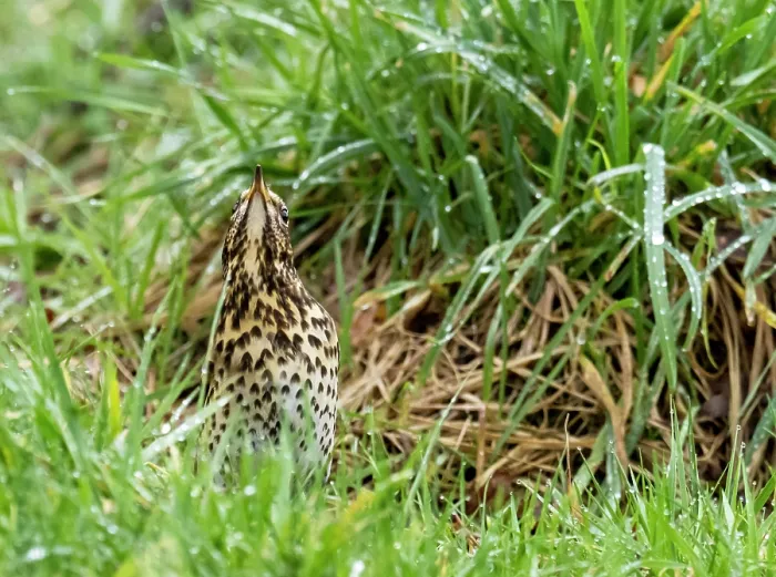 Framed Print : Song thrush (Turdus philomelos) standing among dew-covered grass, looking up, Ambleside, Lake District, Cumbria, UK. March Framed Print : Song thrush (Turdus philomelos) standing among dew-covered grass, looking up, Ambleside, Lake District, Cumbria, UK. March