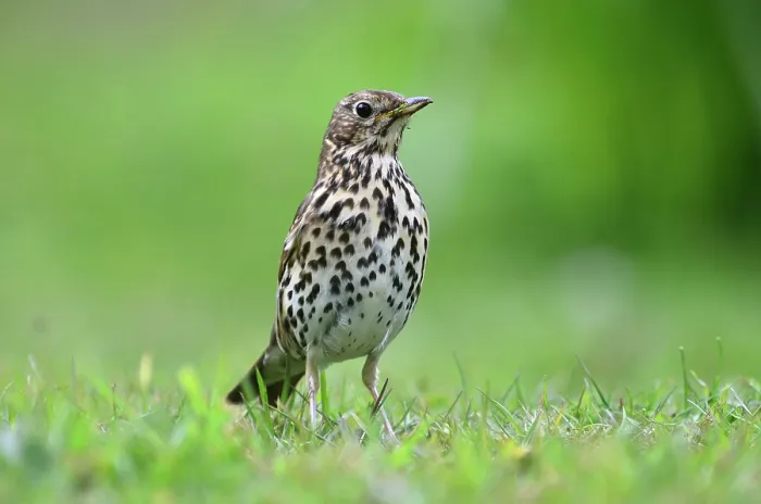 Framed Print : Song thrush (Turdus philomelos) standing on grass, portrait, Dorset, England, UK. April Framed Print : Song thrush (Turdus philomelos) standing on grass, portrait, Dorset, England, UK. April