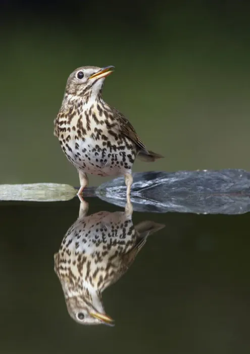 Framed Print : Song Thrush (Turdus philomelos) at water, Pusztaszer, Hungary, May 2008