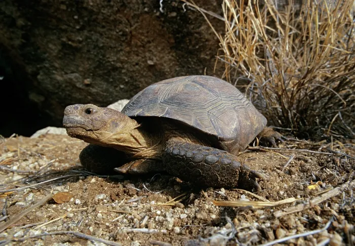 Framed Print : Sonoran desert tortoise (Gopherus morafkai) portrait, Sonora, Mexico. Captive Framed Print : Sonoran desert tortoise (Gopherus morafkai) portrait, Sonora, Mexico. Captive