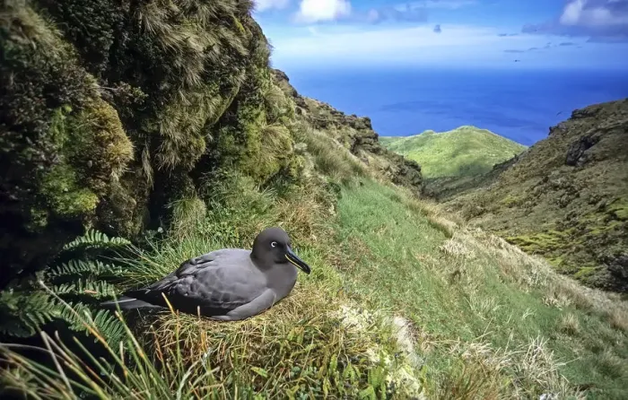 Framed Print : Sooty Albatross (Phoebetria fusca) nesting in high inland valley. Gough Island, Gough Framed Print : Sooty Albatross (Phoebetria fusca) nesting in high inland valley. Gough Island, Gough