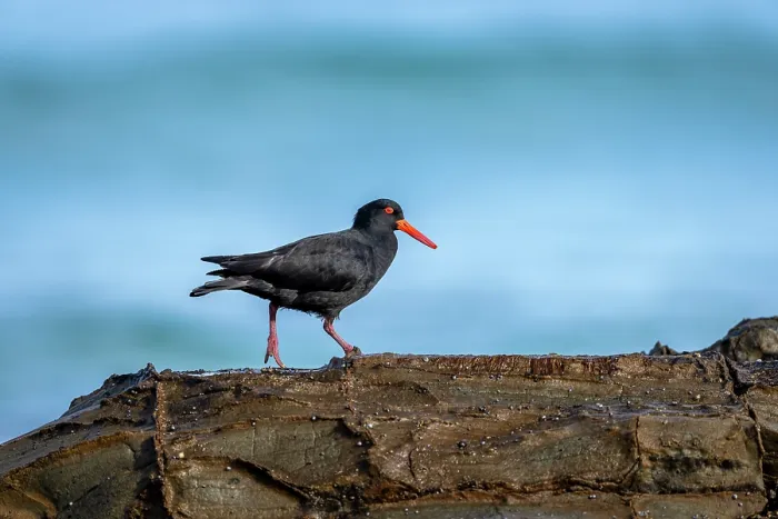 Framed Print : Sooty oystercatcher (Haematopus fuliginosus) walking on intertidal rocks, Skenes Creek, Victoria, Australia Framed Print : Sooty oystercatcher (Haematopus fuliginosus) walking on intertidal rocks, Skenes Creek, Victoria, Australia