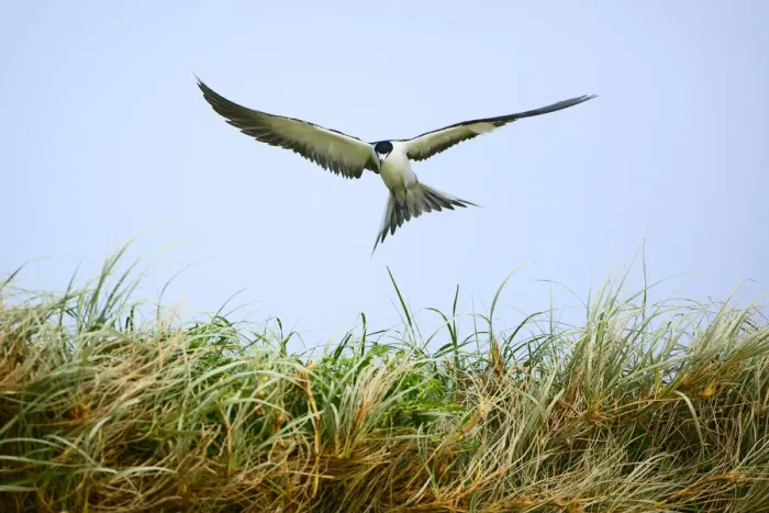 Framed Print : Sooty Tern (Sterna fuscata) in flight, Blinky Beach, Lord Howe island, Lord Howe Framed Print : Sooty Tern (Sterna fuscata) in flight, Blinky Beach, Lord Howe island, Lord Howe