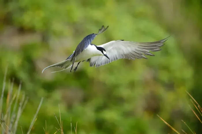 Framed Print : Sooty Tern (Sterna fuscata) in flight, Neds Beach, Lord Howe island, Lord Howe Island Framed Print : Sooty Tern (Sterna fuscata) in flight, Neds Beach, Lord Howe island, Lord Howe Island