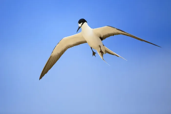 Framed Print : Sooty Tern (Sterna fuscata) in flight, Blinky Beach, Lord Howe island, Lord Howe Framed Print : Sooty Tern (Sterna fuscata) in flight, Blinky Beach, Lord Howe island, Lord Howe