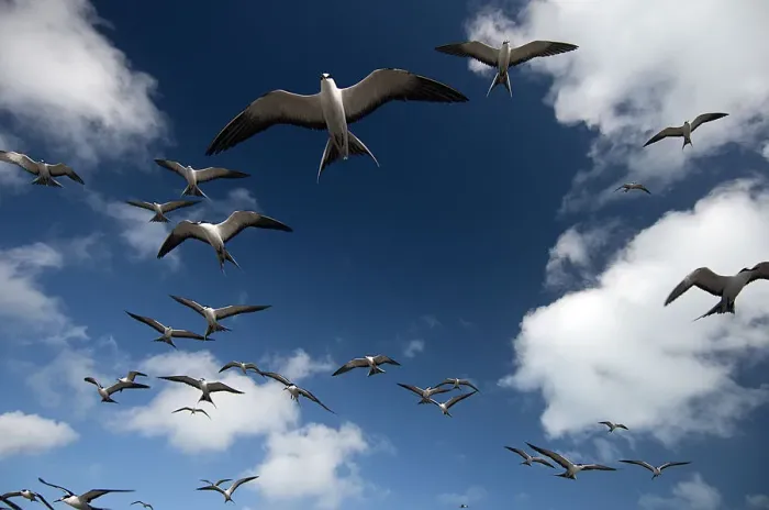 Framed Print : Sooty Terns (Onychoprion fuscata) flock in flight, Midway Island. Central Pacific Framed Print : Sooty Terns (Onychoprion fuscata) flock in flight, Midway Island. Central Pacific