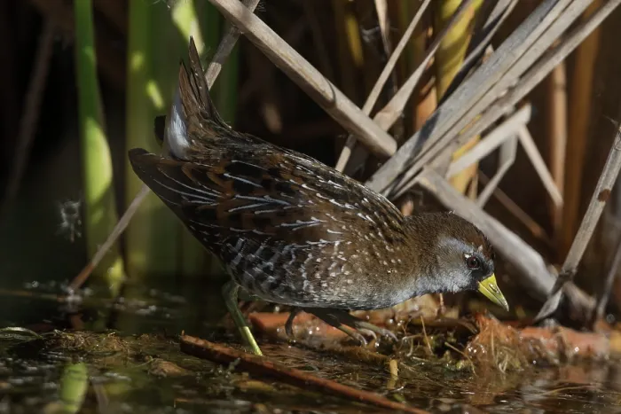 Framed Print : Sora rail (Porzana carolina) foraging among wetland vegetation, Cienega de Santa Clara, Colorado River, Sonora, Mexico Framed Print : Sora rail (Porzana carolina) foraging among wetland vegetation, Cienega de Santa Clara, Colorado River, Sonora, Mexico