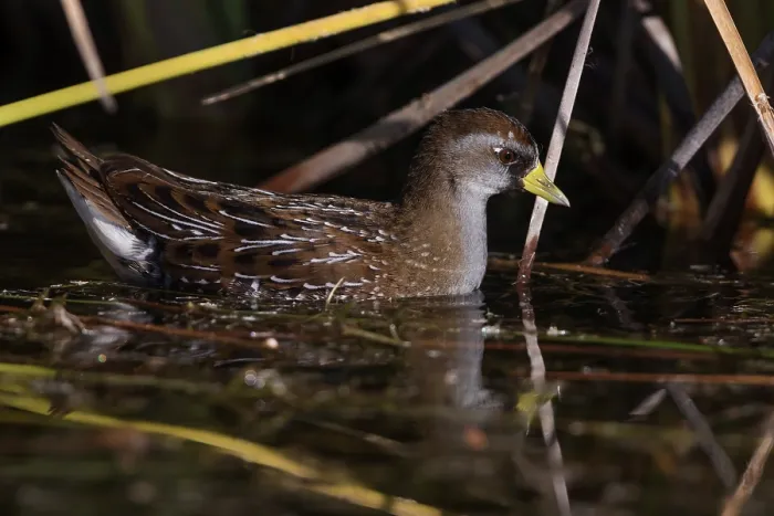 Framed Print : Sora rail (Porzana carolina) swimming among wetland vegetation, Cienega de Santa Clara, Colorado River, Sonora, Mexico Framed Print : Sora rail (Porzana carolina) swimming among wetland vegetation, Cienega de Santa Clara, Colorado River, Sonora, Mexico