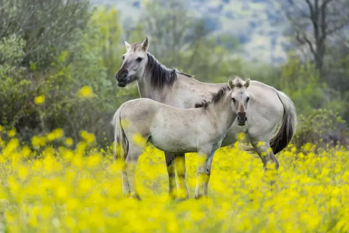 Framed Print : Sorraia horses, mare and foal standing amongst wildflowers in meadow. Middle Coa, Coa Valley Framed Print : Sorraia horses, mare and foal standing amongst wildflowers in meadow. Middle Coa, Coa Valley
