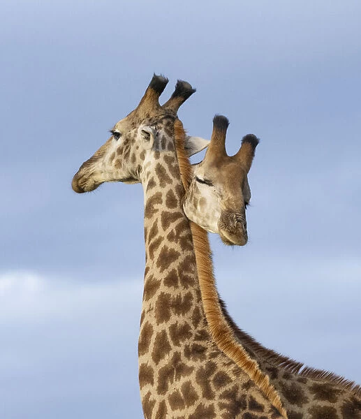 South African  /  Cape giraffe (Giraffa camelopardalis giraffa), two males necking  /  mock fighting, looking like a double headed animal, Zimanga Private Game Reserve, Zululand, South Africa