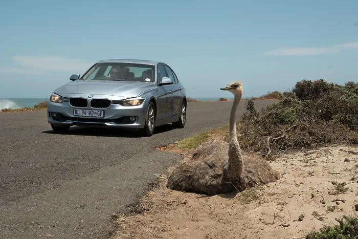 Framed Print : South African ostrich (Struthio camelus australis) female, resting on ground at roadside, with car passing close by, Cape Point Nature Reserve, Table Mountain National Park