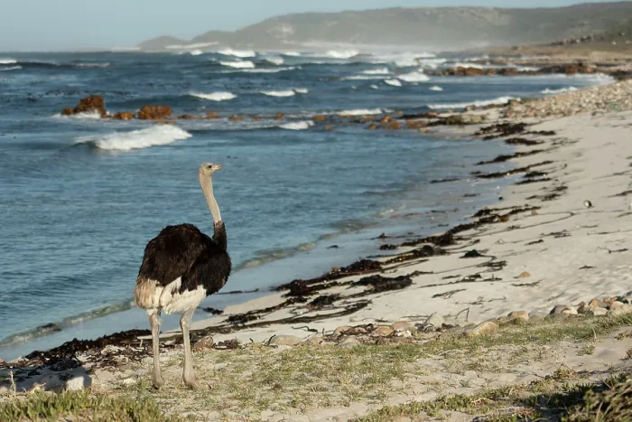Framed Print : South African ostrich (Struthio camelus australis) male, walking along beach, Cape Point Nature Reserve, Table Mountain National Park, Western Cape, South Africa Framed Print : South African ostrich (Struthio camelus australis) male, walking along beach, Cape Point Nature Reserve, Table Mountain National Park, Western Cape, South Africa