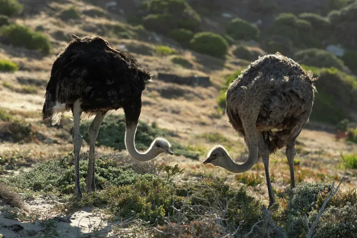 Framed Print : South African ostriches (Struthio camelus australis) pair, standing on rocky ground with fynbos vegetation, Cape Point Nature Reserve, Table Mountain National Park, Western Cape