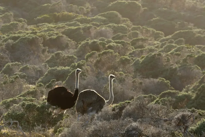 Framed Print : South African ostriches (Struthio camelus australis) pair, walking through fynbos vegetation in morning sunlight, Cape Point Nature Reserve, Table Mountain National Park Framed Print : South African ostriches (Struthio camelus australis) pair, walking through fynbos vegetation in morning sunlight, Cape Point Nature Reserve, Table Mountain National Park