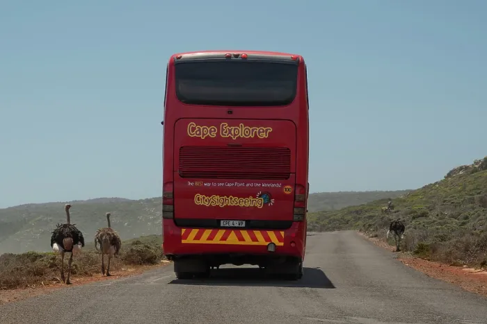 Framed Print : Three South African ostriches (Struthio camelus australis) walking along road past tourist bus, Cape Point Nature Reserve, Table Mountain National Park, Western Cape, South Africa