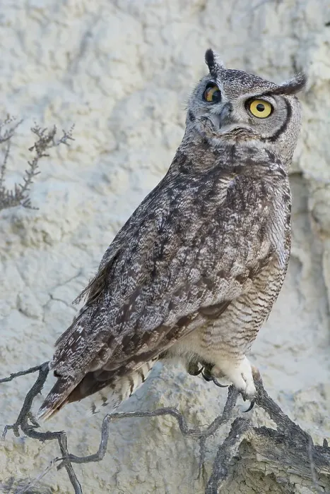 Framed Print : South American great horned owl (Bubo virginianus nacurutu) perched on branch, Peninsula Valdes, Patagonia, Argentina