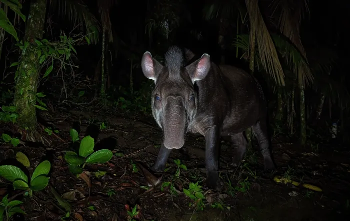 Framed Print : South American tapir (Tapirus terrestris) foraging at night, Atlantic Rainforest, Sao Paulo, Brazil. Endangered Framed Print : South American tapir (Tapirus terrestris) foraging at night, Atlantic Rainforest, Sao Paulo, Brazil. Endangered