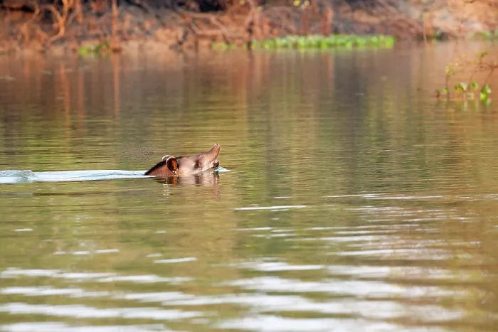 Framed Print : South American tapir (Tapirus terrestris) swimming in river, Mato Grosso, Brazil Framed Print : South American tapir (Tapirus terrestris) swimming in river, Mato Grosso, Brazil