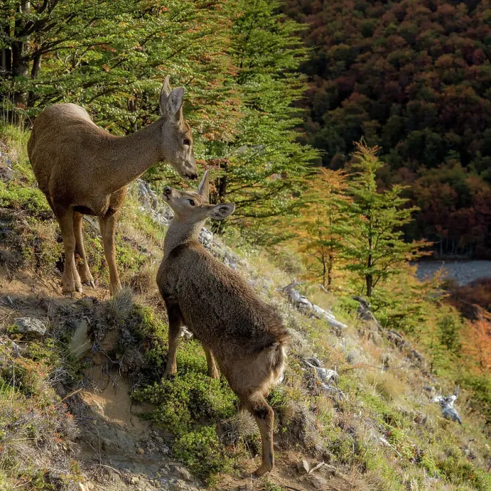 Framed Print : South Andean deer (Hippocamelus bisulcus), adult female with fawn, on mountain side. Cerro Castillo National Park, Patagonia, Chile. April Framed Print : South Andean deer (Hippocamelus bisulcus), adult female with fawn, on mountain side. Cerro Castillo National Park, Patagonia, Chile. April