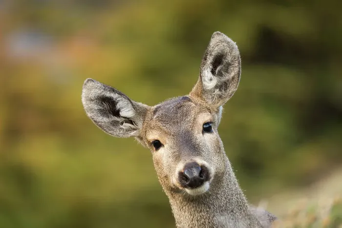 Framed Print : South Andean deer (Hippocamelus bisulcus), adult female, portrait. Cerro Castillo National Park, Patagonia, Chile. April Framed Print : South Andean deer (Hippocamelus bisulcus), adult female, portrait. Cerro Castillo National Park, Patagonia, Chile. April