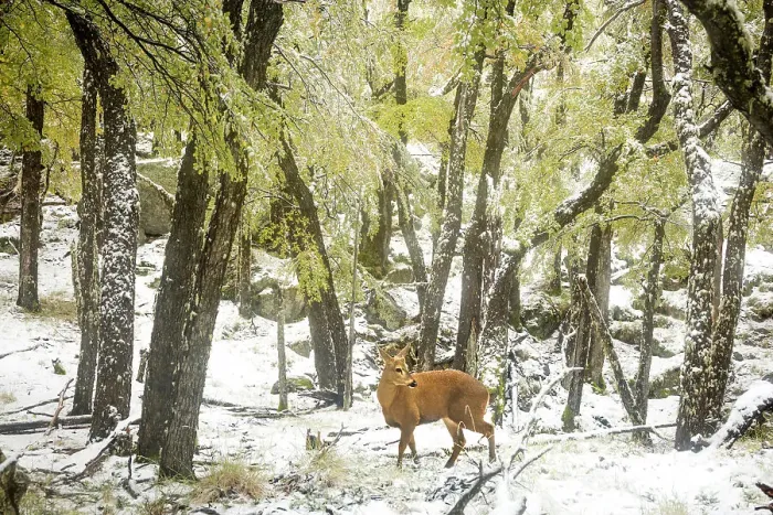 Framed Print : South Andean deer (Hippocamelus bisulcus), subadult male, walking through Southern beech (Nothofagus sp. ) forest during snowfall. Los Glaciares National Park, Patagonia, Argentina. April Framed Print : South Andean deer (Hippocamelus bisulcus), subadult male, walking through Southern beech (Nothofagus sp. ) forest during snowfall. Los Glaciares National Park, Patagonia, Argentina. April