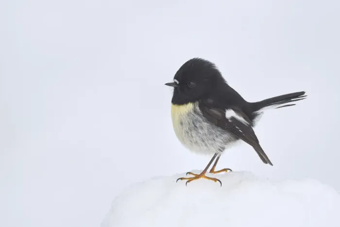 Framed Print : South Island tomtit (Petroica macrocephala macrocephala) male in snow Framed Print : South Island tomtit (Petroica macrocephala macrocephala) male in snow
