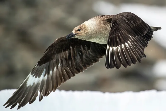 Framed Print : South Polar skua (Stercorarius antarcticus) in flight, Robertson Bay, Cape Adare, Antarctica Framed Print : South Polar skua (Stercorarius antarcticus) in flight, Robertson Bay, Cape Adare, Antarctica