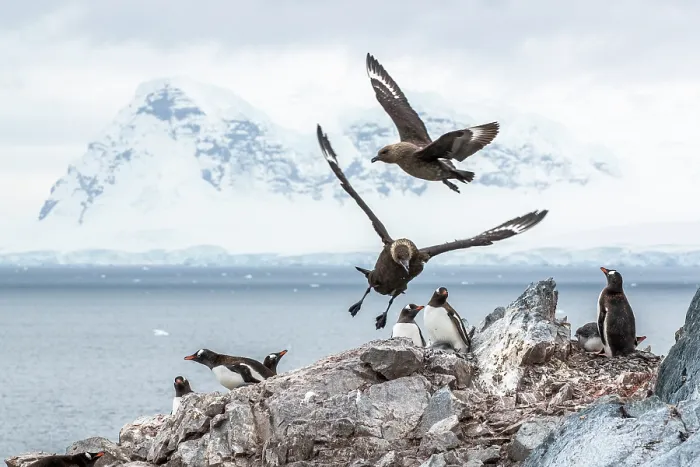 Framed Print : Two South Polar skuas (Stercorarius antarcticus) landing on rocks among colony of Gentoo penguins (Pygoscelis papua), Cuverville Island, Gerlache Strait, Antarctic Peninsula Framed Print : Two South Polar skuas (Stercorarius antarcticus) landing on rocks among colony of Gentoo penguins (Pygoscelis papua), Cuverville Island, Gerlache Strait, Antarctic Peninsula