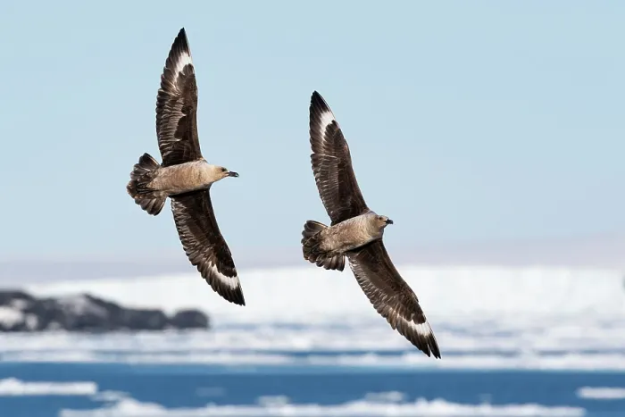 Framed Print : Two South polar skuas (Stercorarius maccormicki) flying over broken pack ice, Ross Sea, Antarctica Framed Print : Two South polar skuas (Stercorarius maccormicki) flying over broken pack ice, Ross Sea, Antarctica