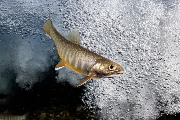 Framed Print : Southern Asian Dolly Varden charr (Salvelinus curilus) foraging at base of waterfall, Hokkaido, Japan