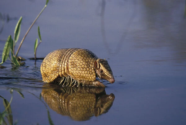 Southern three banded armadillo (Tolypeutes matacus) walking through shallow water
