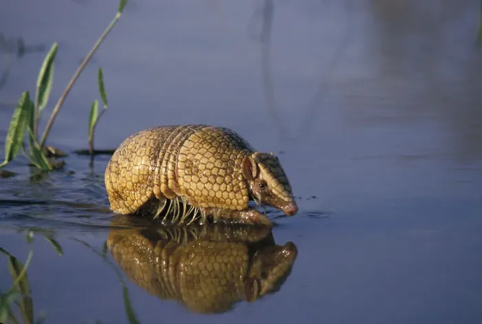 Framed Print : Southern three banded armadillo (Tolypeutes matacus) walking through shallow water
