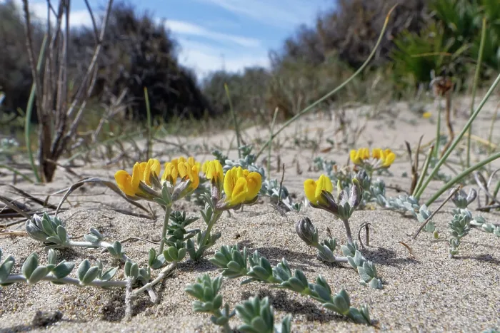 Framed Print : Southern bird's-foot trefoil (Lotus creticus) flowering on sand dunes, Cabo de Gata-Nijar Natural Park, Almeria, Spain. March Framed Print : Southern bird's-foot trefoil (Lotus creticus) flowering on sand dunes, Cabo de Gata-Nijar Natural Park, Almeria, Spain. March