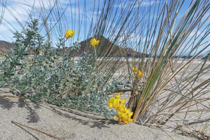 Framed Print : Southern bird's-foot trefoil (Lotus creticus) flowering on sand dunes, Cabo de Gata-Nijar Natural Park, Almeria, Spain. March Framed Print : Southern bird's-foot trefoil (Lotus creticus) flowering on sand dunes, Cabo de Gata-Nijar Natural Park, Almeria, Spain. March