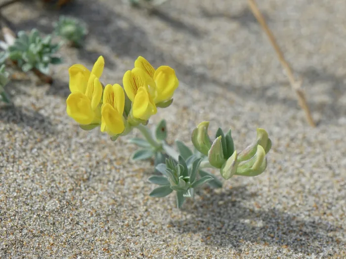 Framed Print : Southern bird's-foot trefoil (Lotus creticus) flowering on sand dunes, Cabo de Gata-Nijar Natural Park, Almeria, Spain. March Framed Print : Southern bird's-foot trefoil (Lotus creticus) flowering on sand dunes, Cabo de Gata-Nijar Natural Park, Almeria, Spain. March