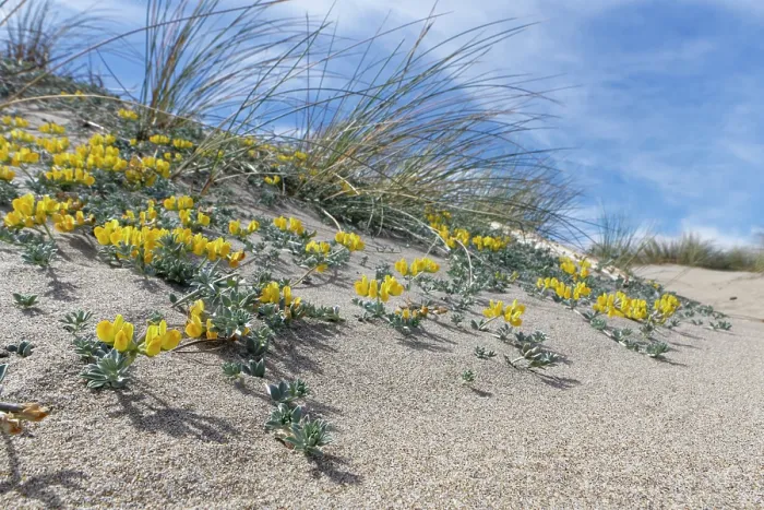 Framed Print : Southern bird's-foot trefoil (Lotus creticus) flowering on sand dunes, Cabo de Gata-Nijar Natural Park, Almeria, Spain. March Framed Print : Southern bird's-foot trefoil (Lotus creticus) flowering on sand dunes, Cabo de Gata-Nijar Natural Park, Almeria, Spain. March