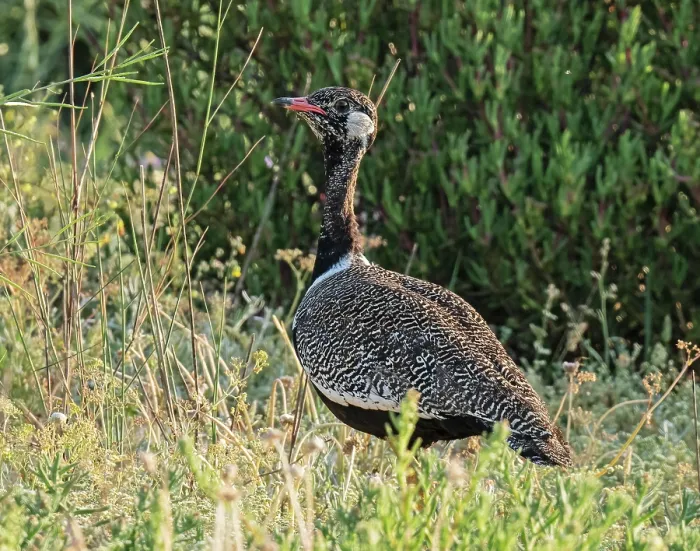 Framed Print : Southern black bustard (Afrotis afra) female walking through thick scrub vegetation, West Coast National Park, Langebaan, Cape Province, South Africa. October Framed Print : Southern black bustard (Afrotis afra) female walking through thick scrub vegetation, West Coast National Park, Langebaan, Cape Province, South Africa. October