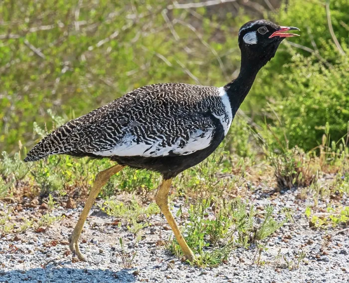 Framed Print : Southern black bustard (Afrotis afra) male, walking through scrub, West Coast National Park, Langebaan, Cape Province, South Africa. October Framed Print : Southern black bustard (Afrotis afra) male, walking through scrub, West Coast National Park, Langebaan, Cape Province, South Africa. October