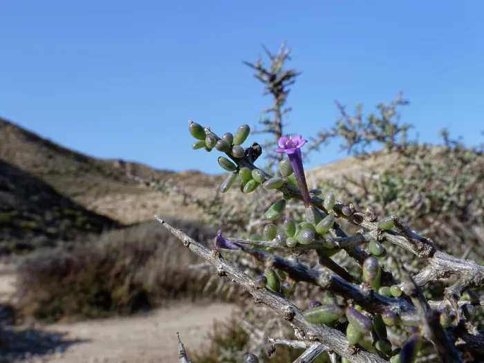 Framed Print : Southern boxthorn (Lycium intricatum) bush flowering among coastal sand dunes, Cabo de Gata-Nijar Natural Park, Almeria, Spain. March