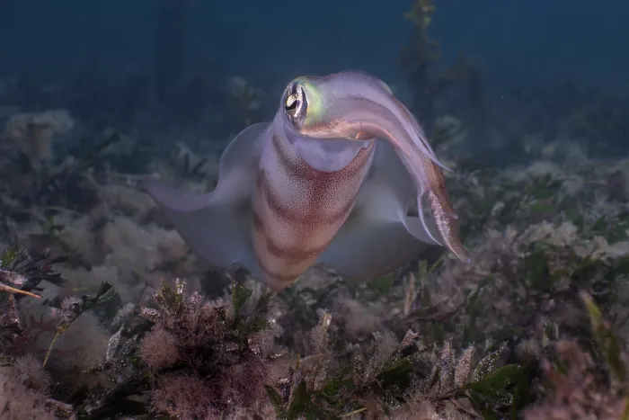 Framed Print : Southern calamari squid (Sepioteuthis australis) portrait, Wool Bay, South Australia, Pacific Ocean Framed Print : Southern calamari squid (Sepioteuthis australis) portrait, Wool Bay, South Australia, Pacific Ocean