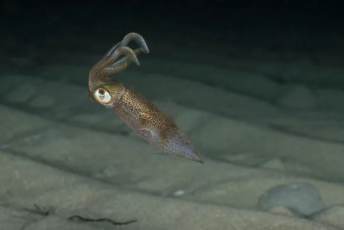 Framed Print : Southern calamari squid (Sepioteuthis australis) swimming over seabed, Rye Jetty, Victoria, Australia, Pacific Ocean Framed Print : Southern calamari squid (Sepioteuthis australis) swimming over seabed, Rye Jetty, Victoria, Australia, Pacific Ocean