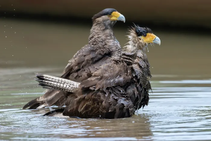 Framed Print : Two Southern cararcaras (Caracara plancus) bathing, Pampas del Yacuma, El Beni, Bolivia Framed Print : Two Southern cararcaras (Caracara plancus) bathing, Pampas del Yacuma, El Beni, Bolivia