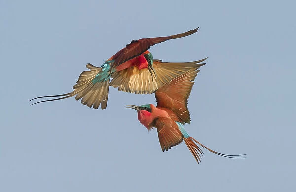 Southern carmine bee-eater (Merops nubicoides) two fighting in flight, Zambezi River
